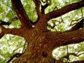 Nimtree ، Indian Lilac